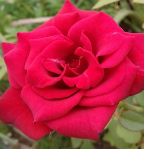 Rose Plant