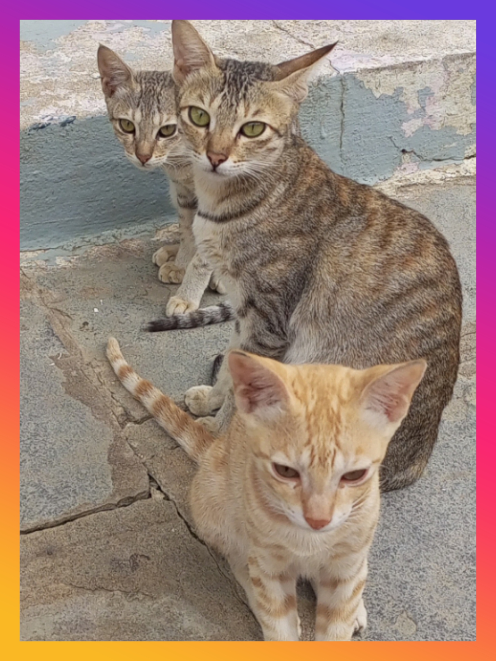 my family favourite animal cat