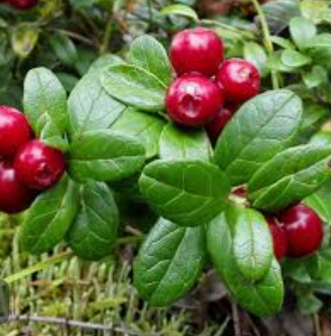 Алирс жимс ба түүний навч нь хүний бие организмд үйлчлэх нь.