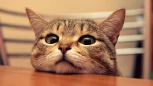 Cat Lover