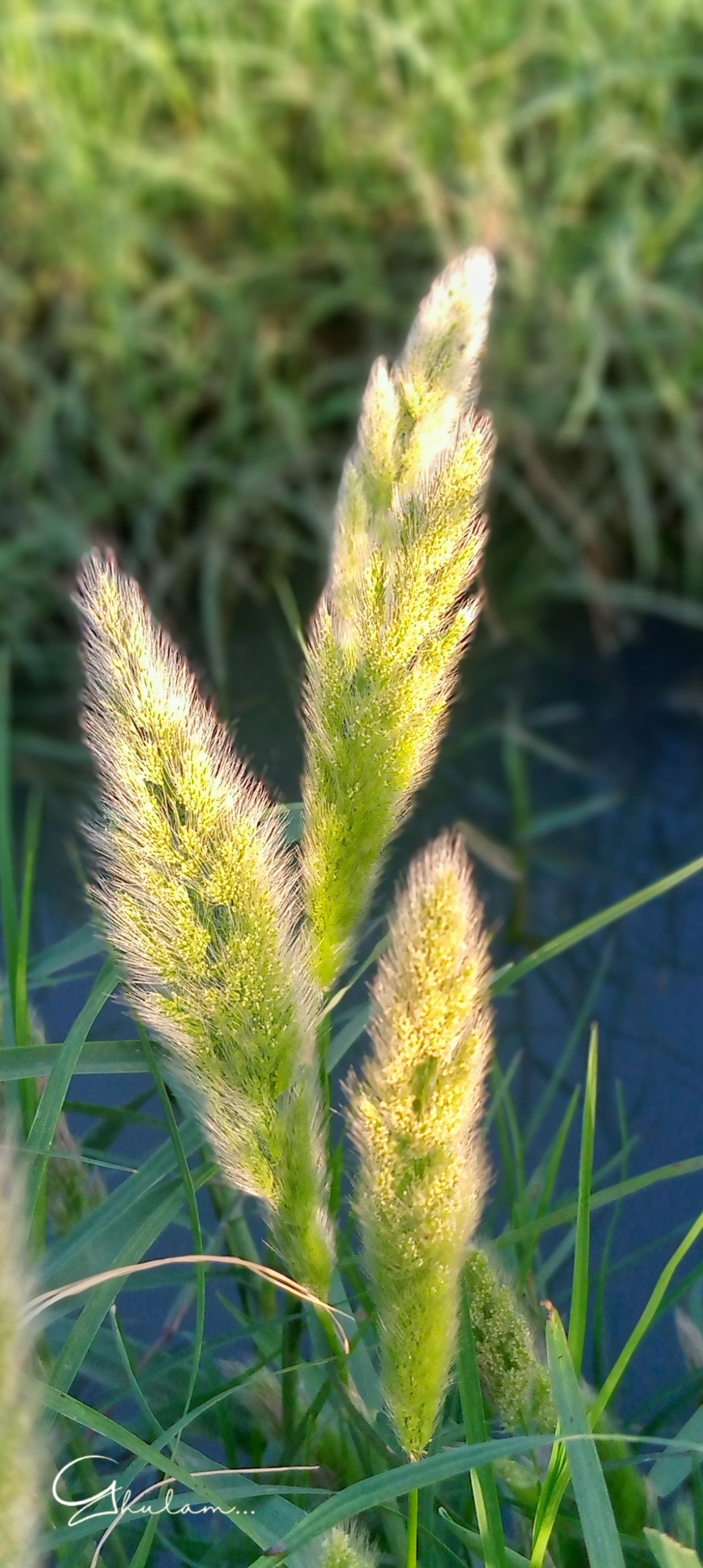 Closeup plant