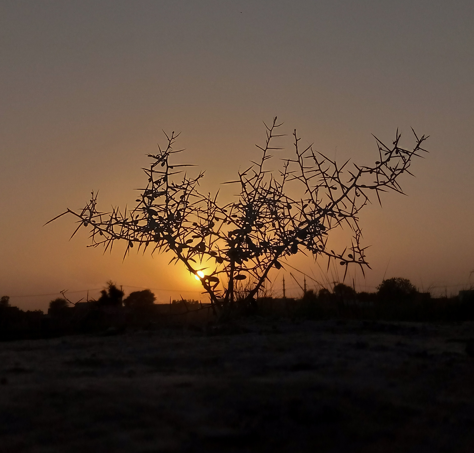 Sunset with cacti plant