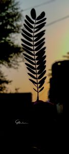 Leaf closeup