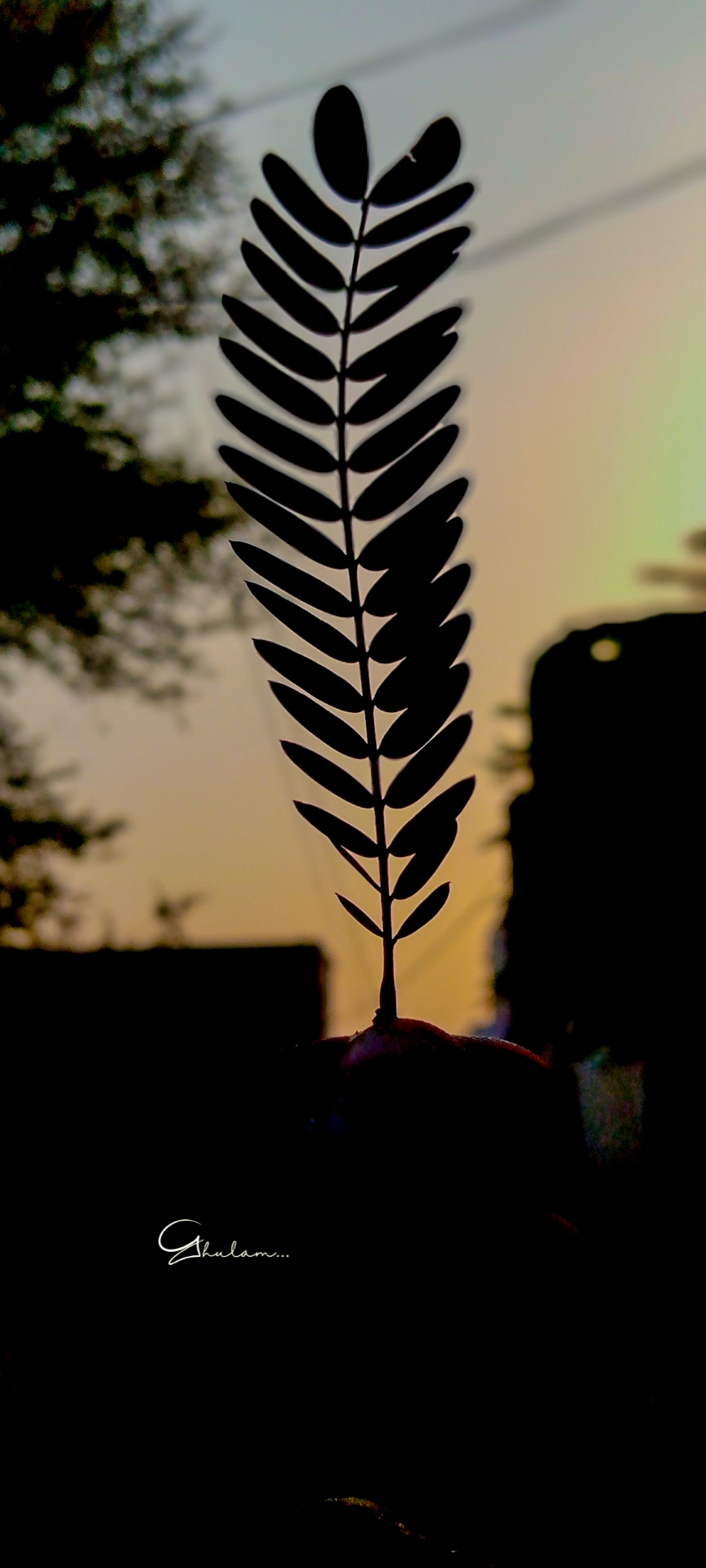 Leaf closeup