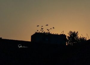 Birds house