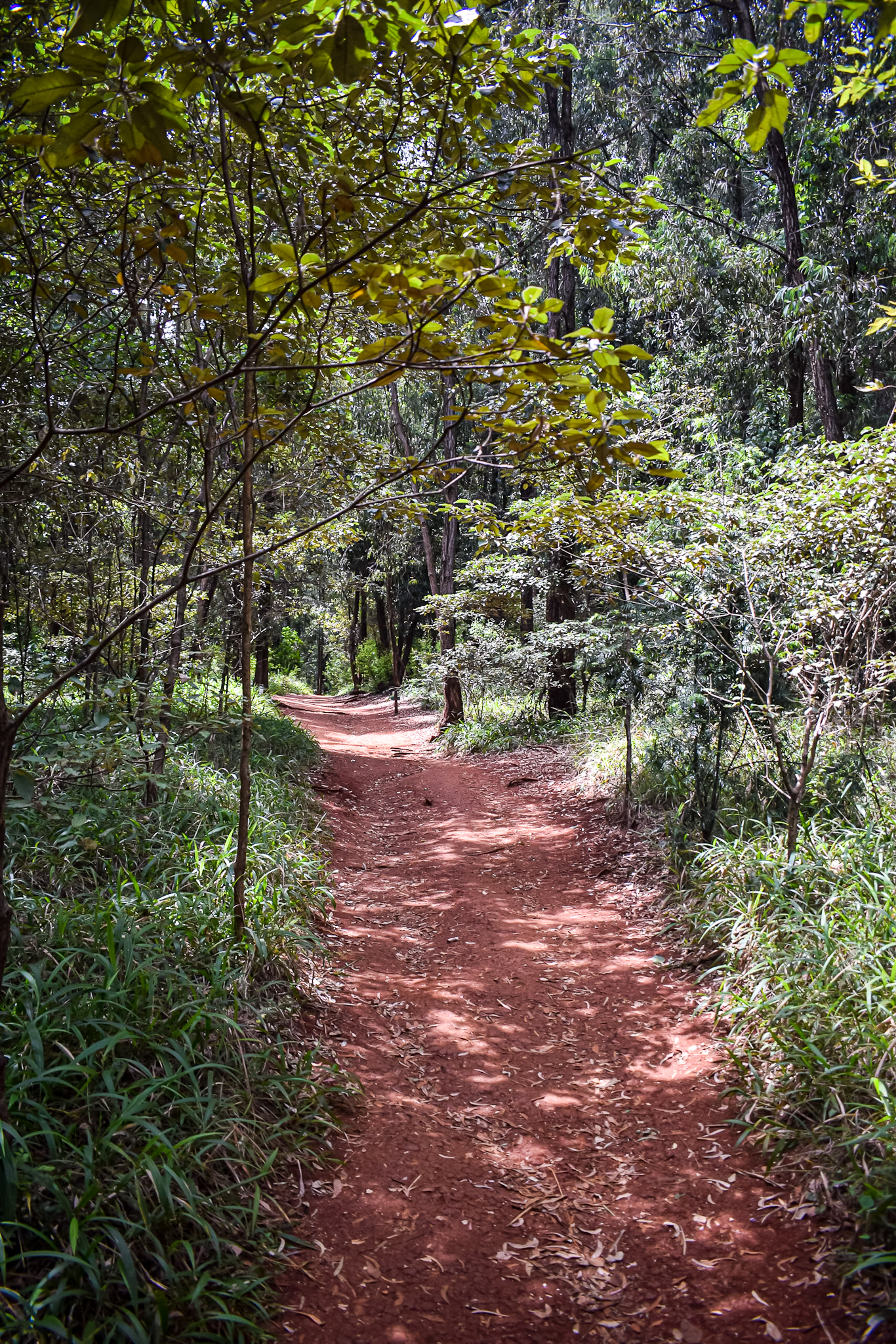 Karura Forest