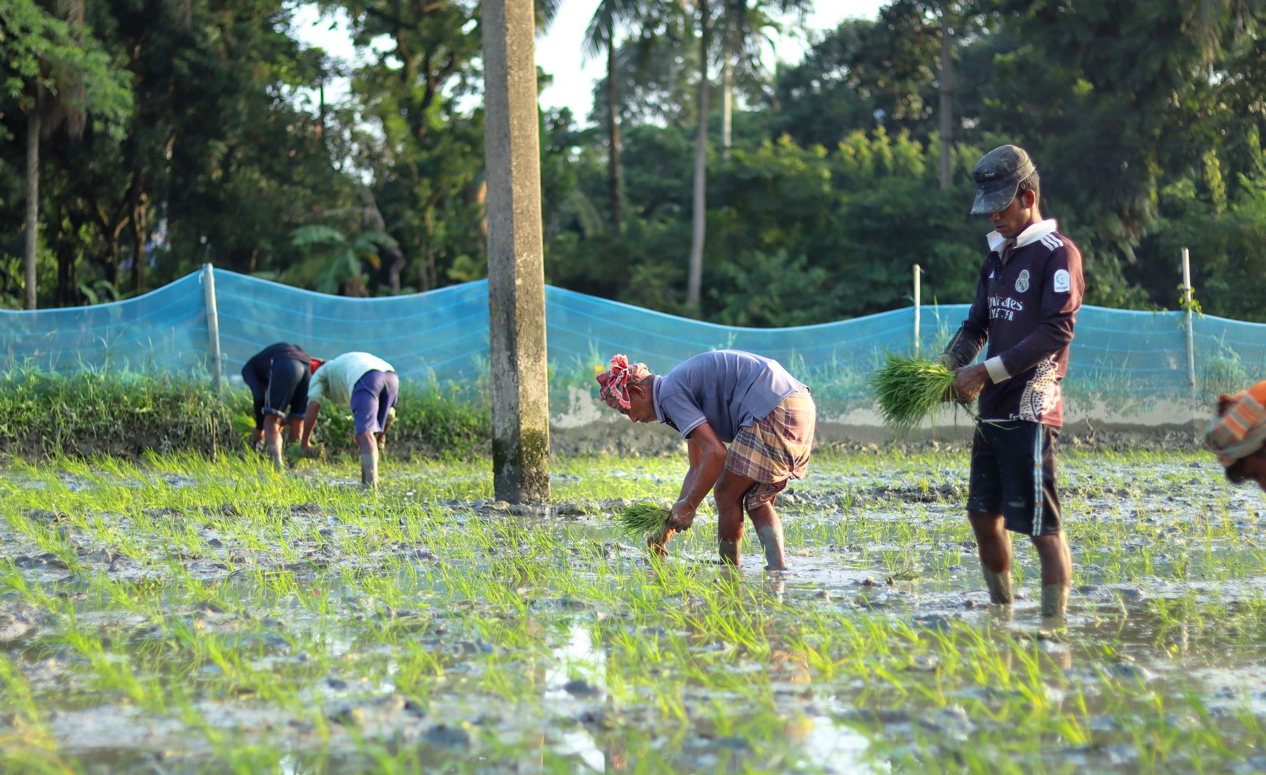 Some farmers plant rice in the fields.