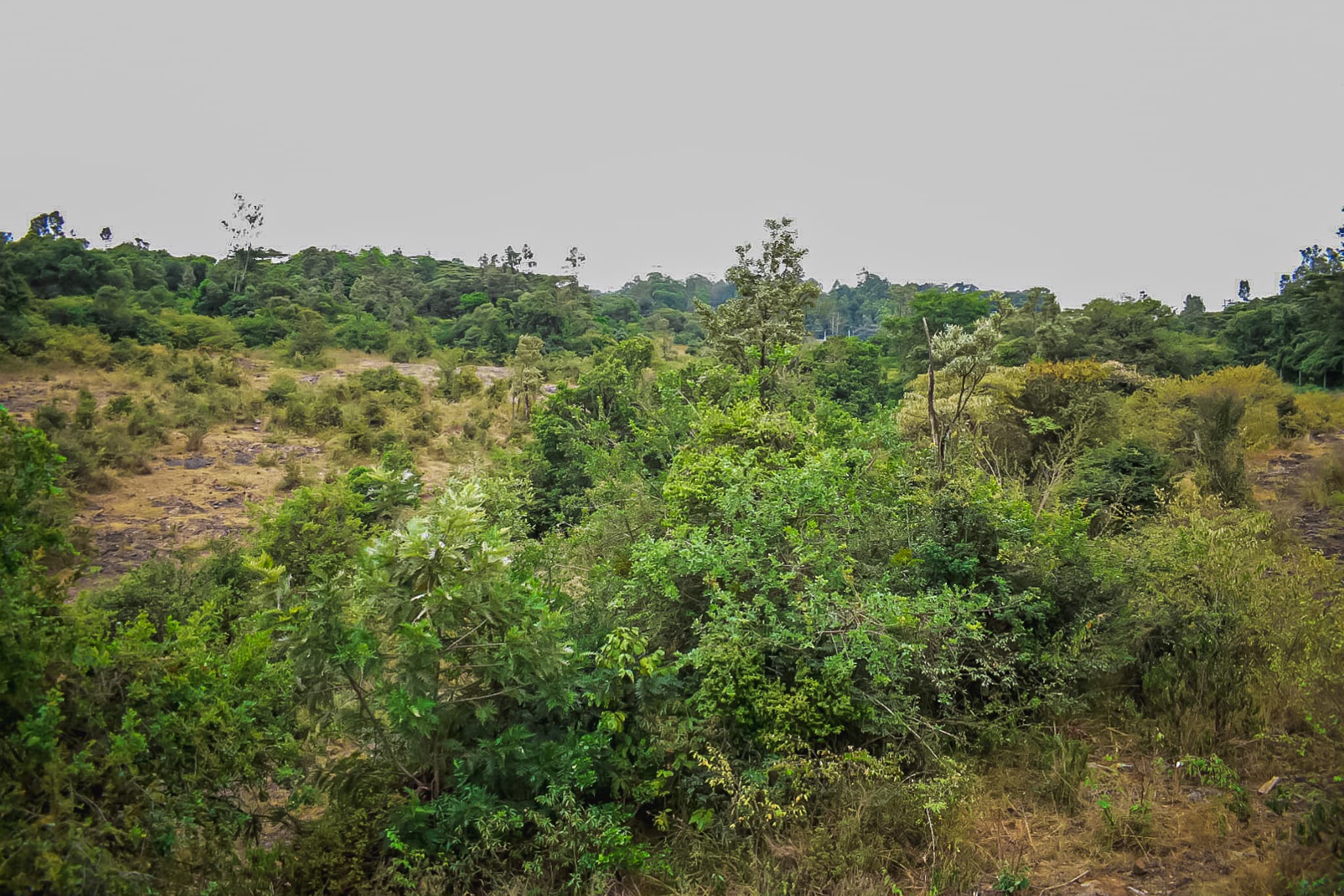 Nairobi Safari Walk
