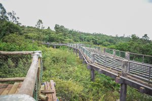Nairobi Safari Walk