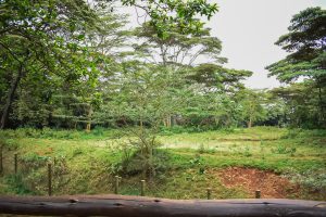 Nairobi Safari Walk