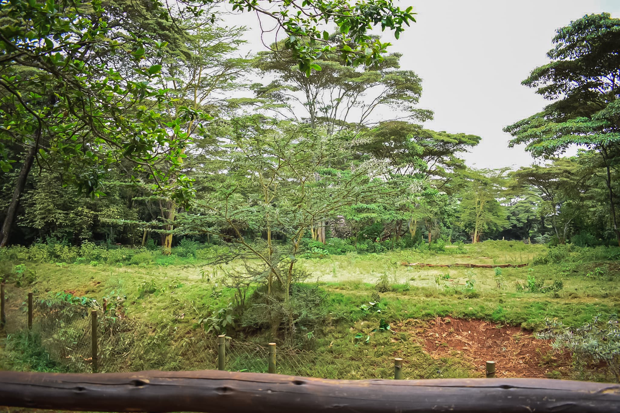 Nairobi Safari Walk
