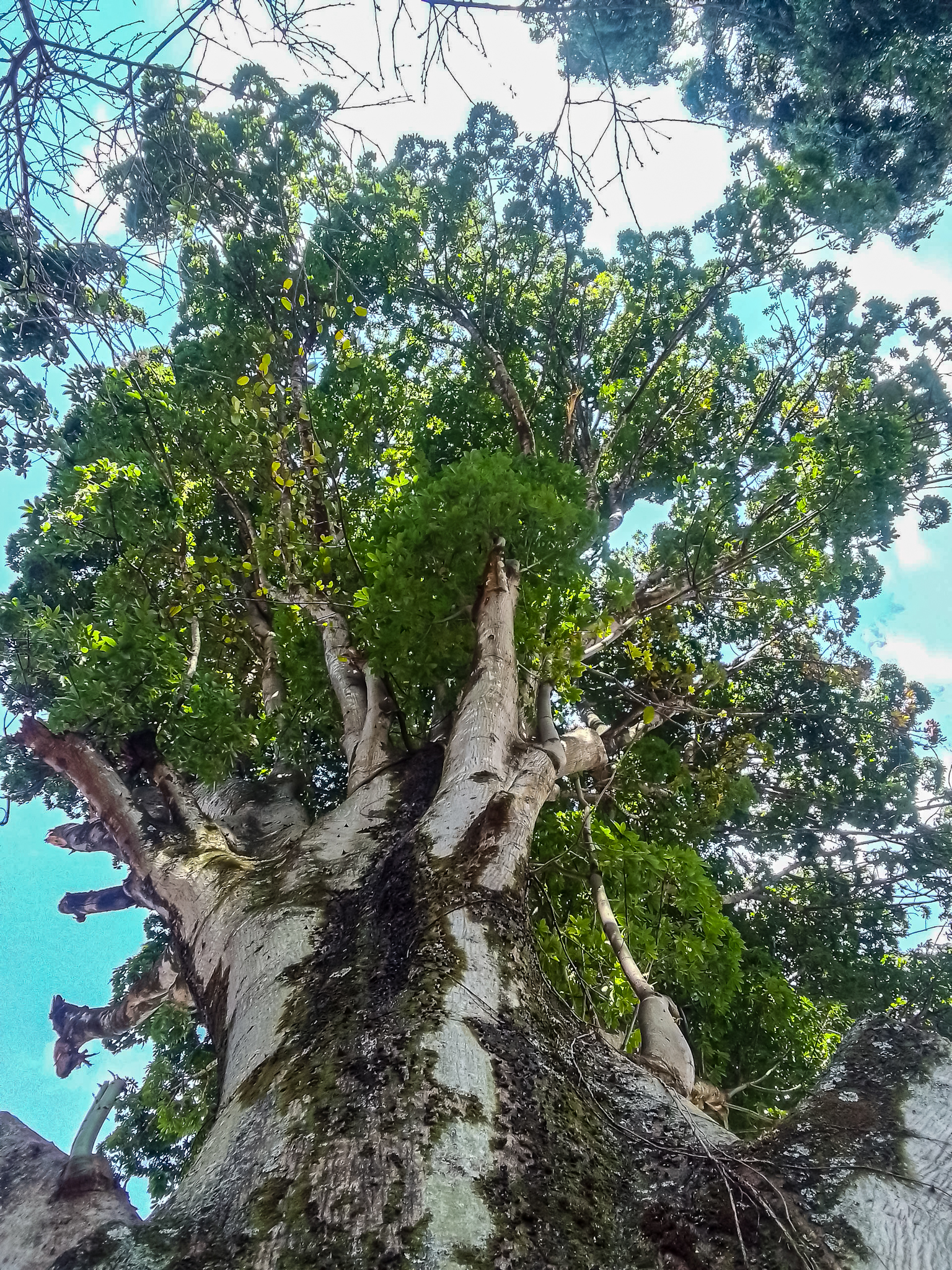 Tree, Clouds And Sky