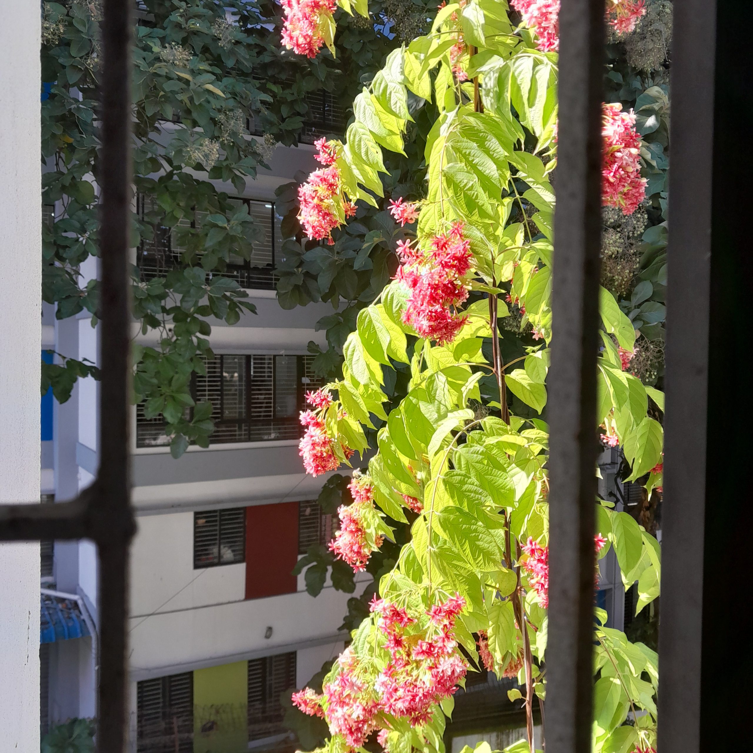 To the caged, everything outside the bars look like freedom