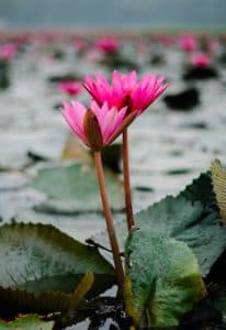 Blooming gracefully in the still pond