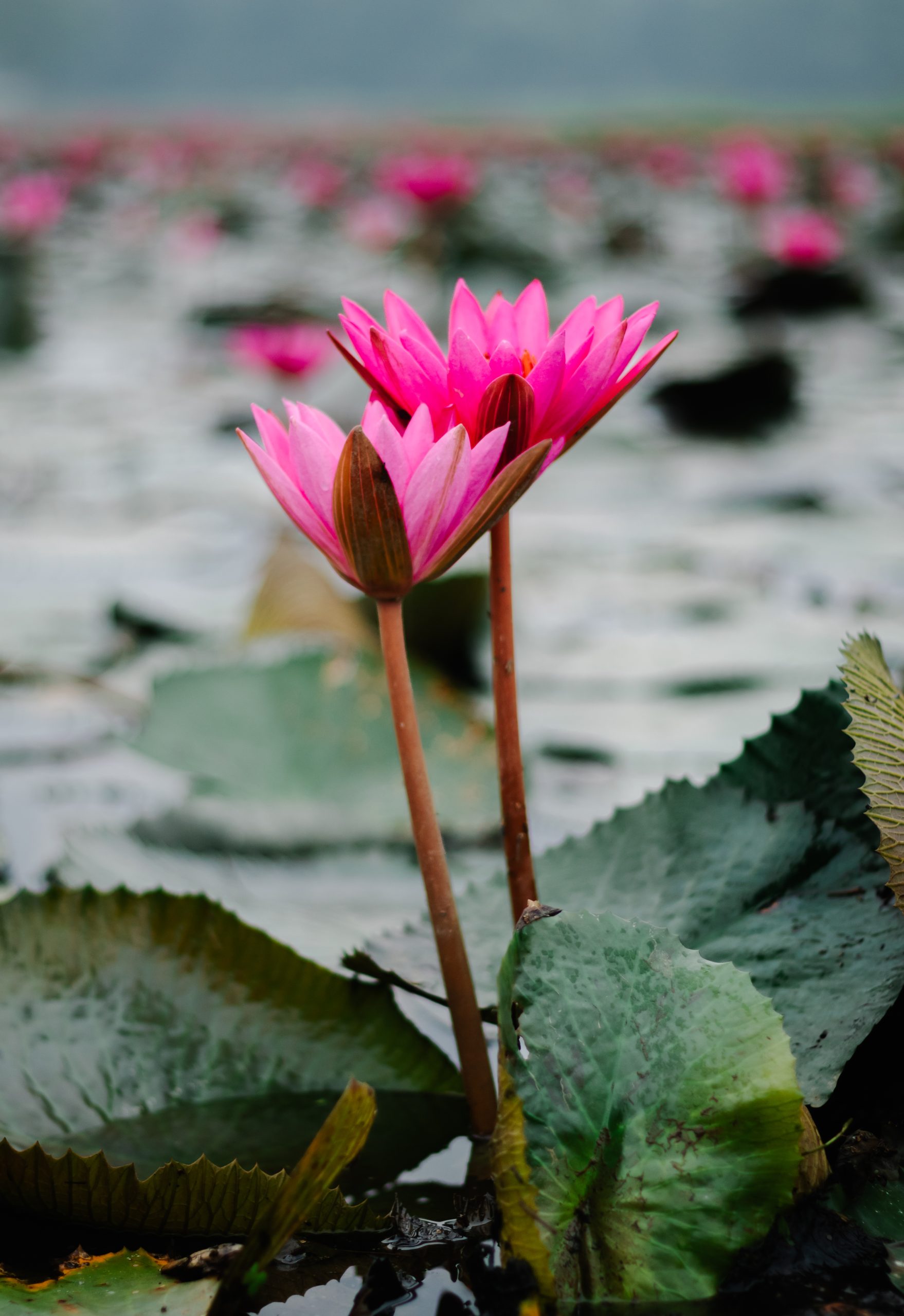 Blooming gracefully in the still pond