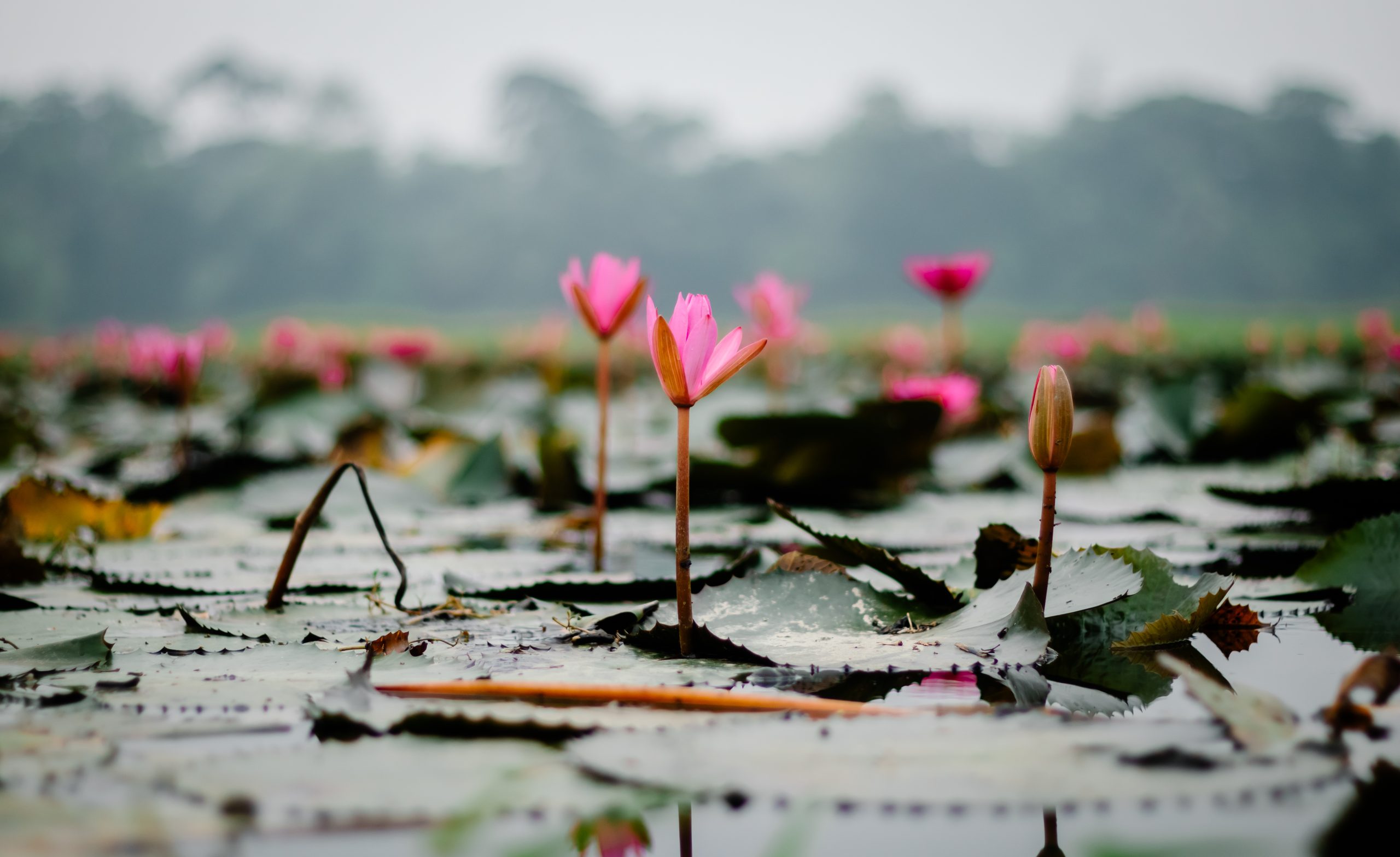 Soft morning mist and a single lotus bloom