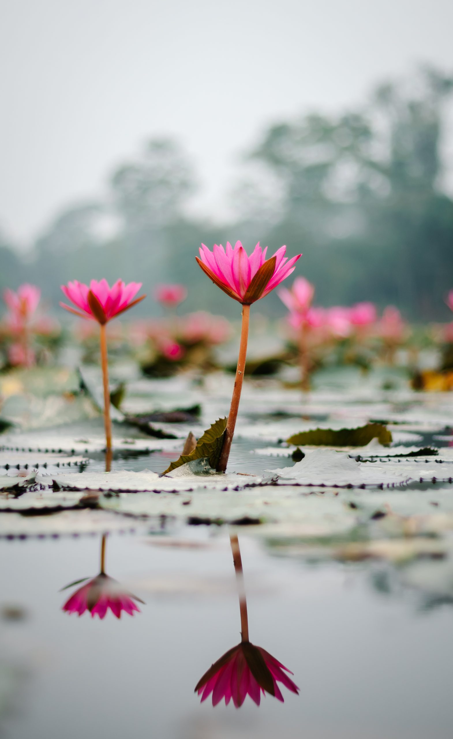 In the heart of Bangladesh’s wetlands,