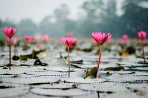 Blooming gracefully in the still pond