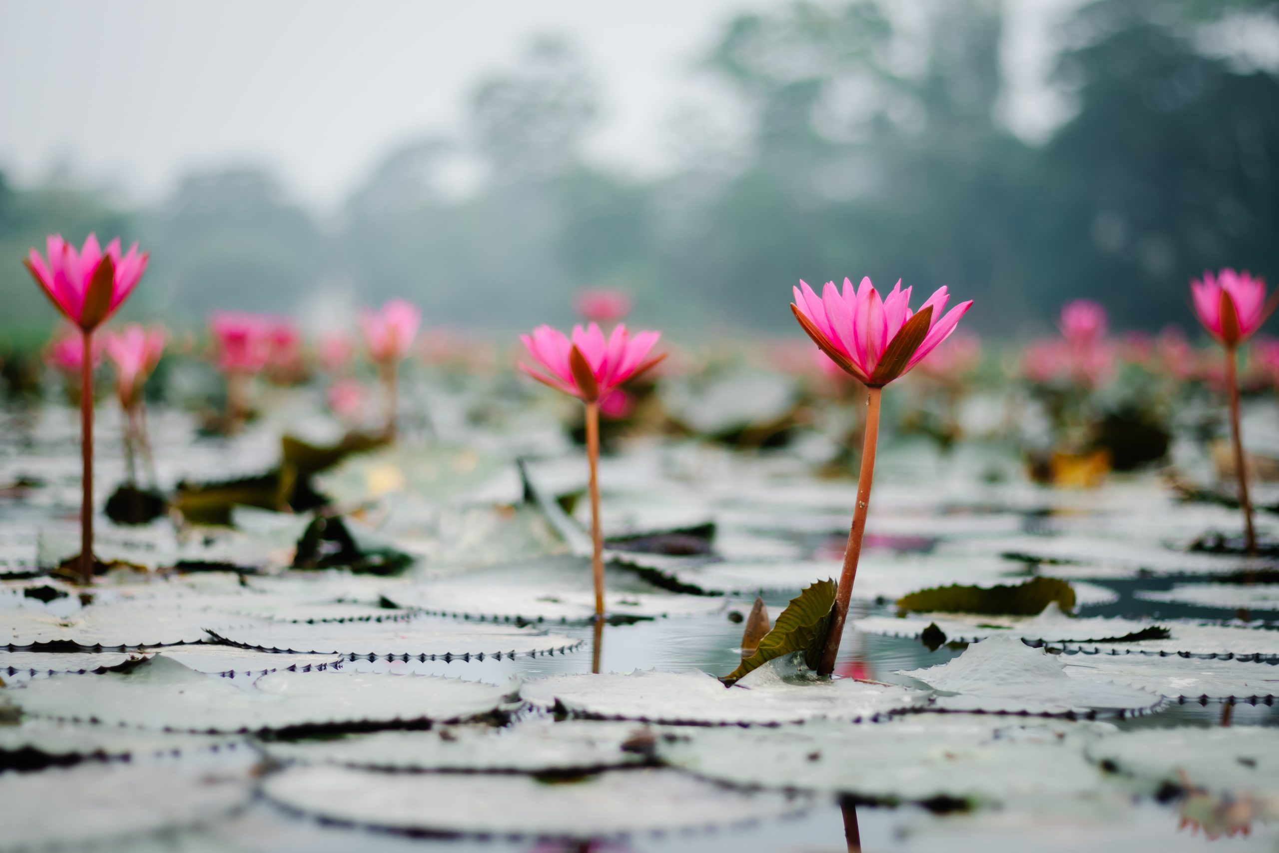 Blooming gracefully in the still pond