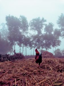 Winter morning alarm