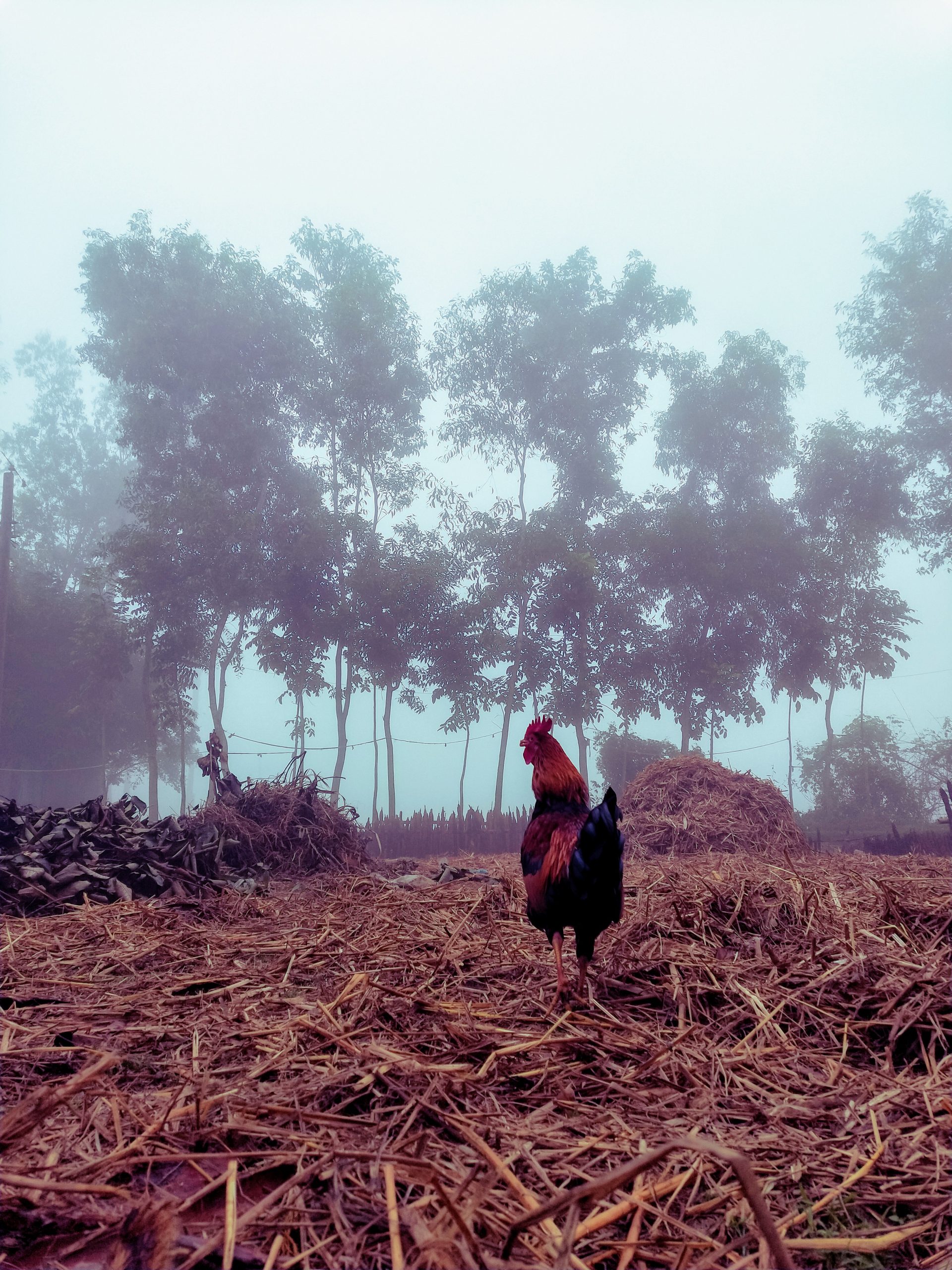 Winter morning alarm