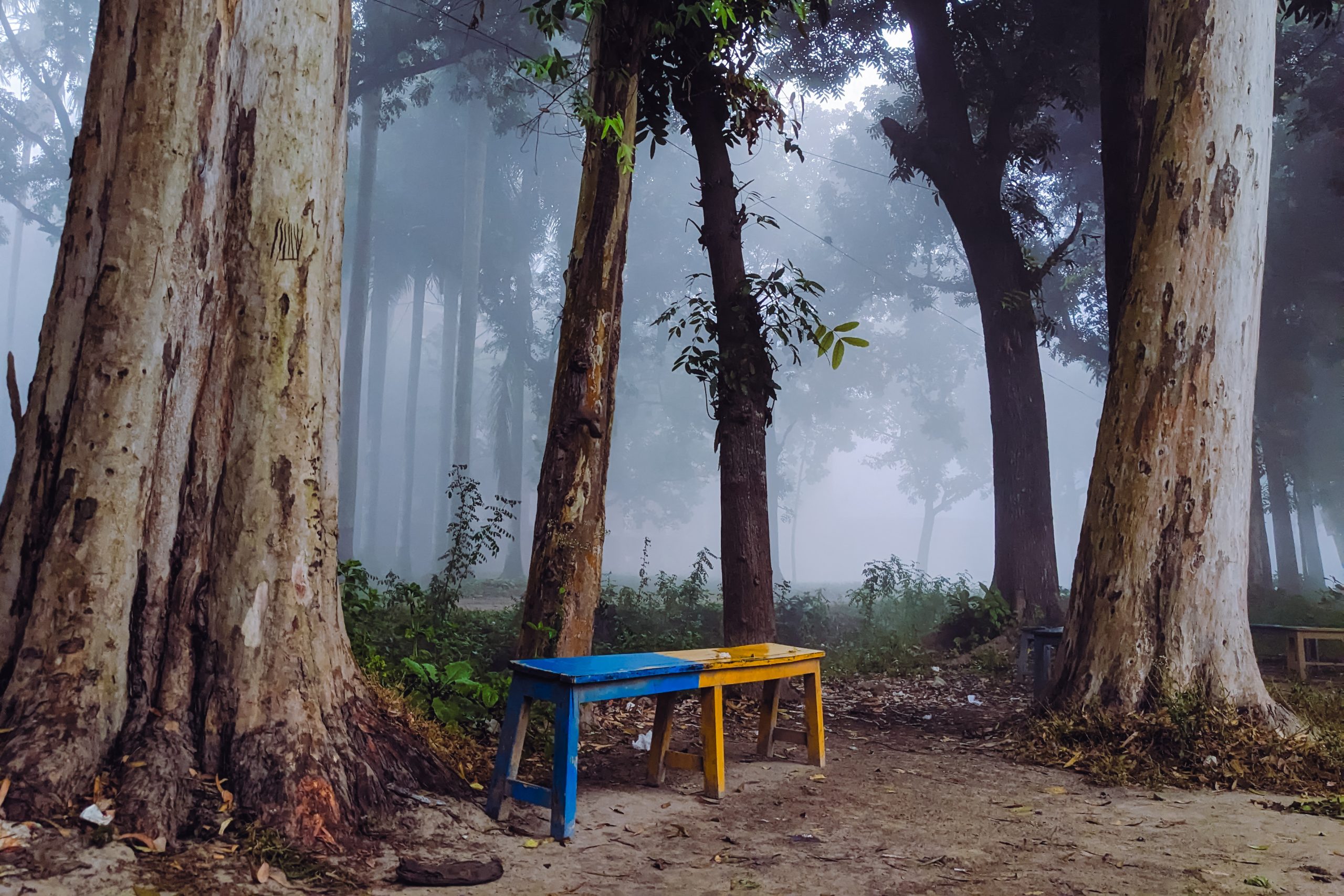 Foggy Winter morning