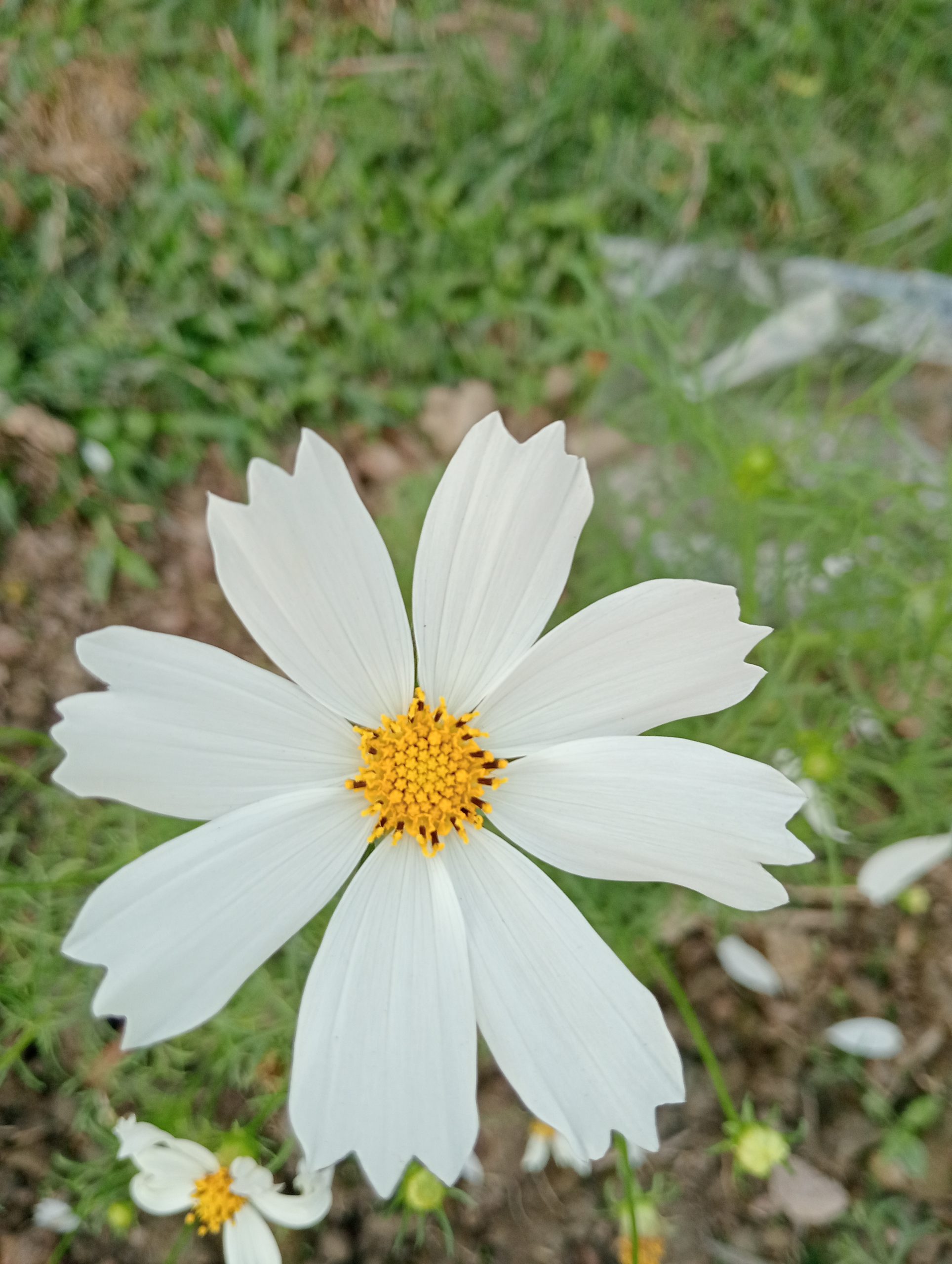 “The brightest Star”