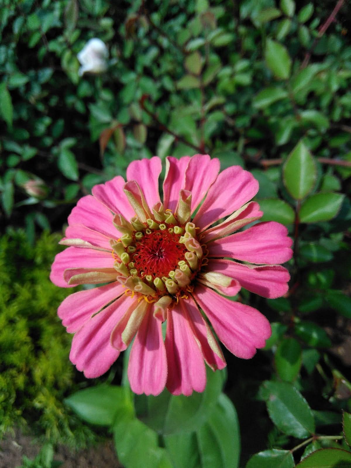 “Fate in a Single Blossom”