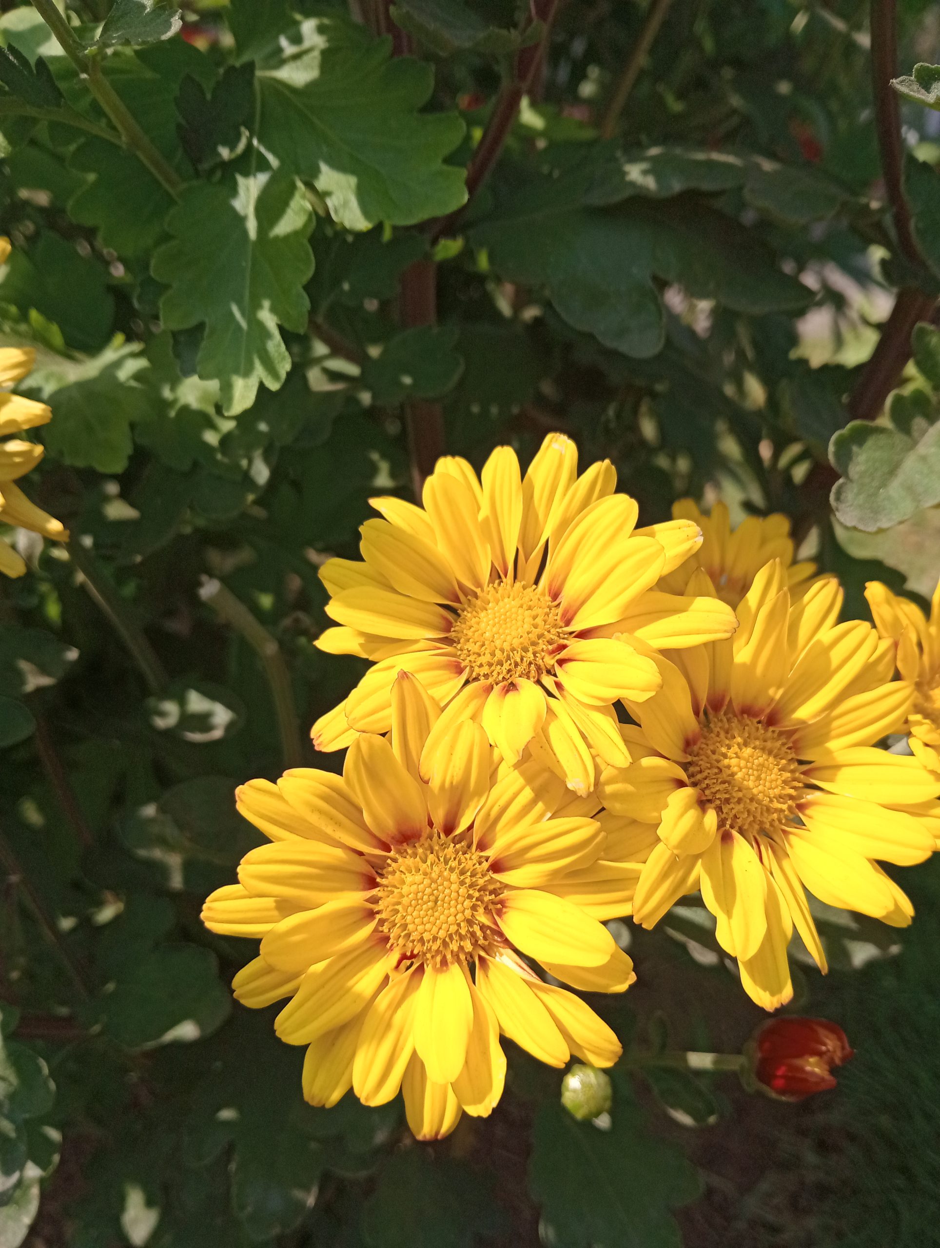 “The Day Flowers Learned to Shine”