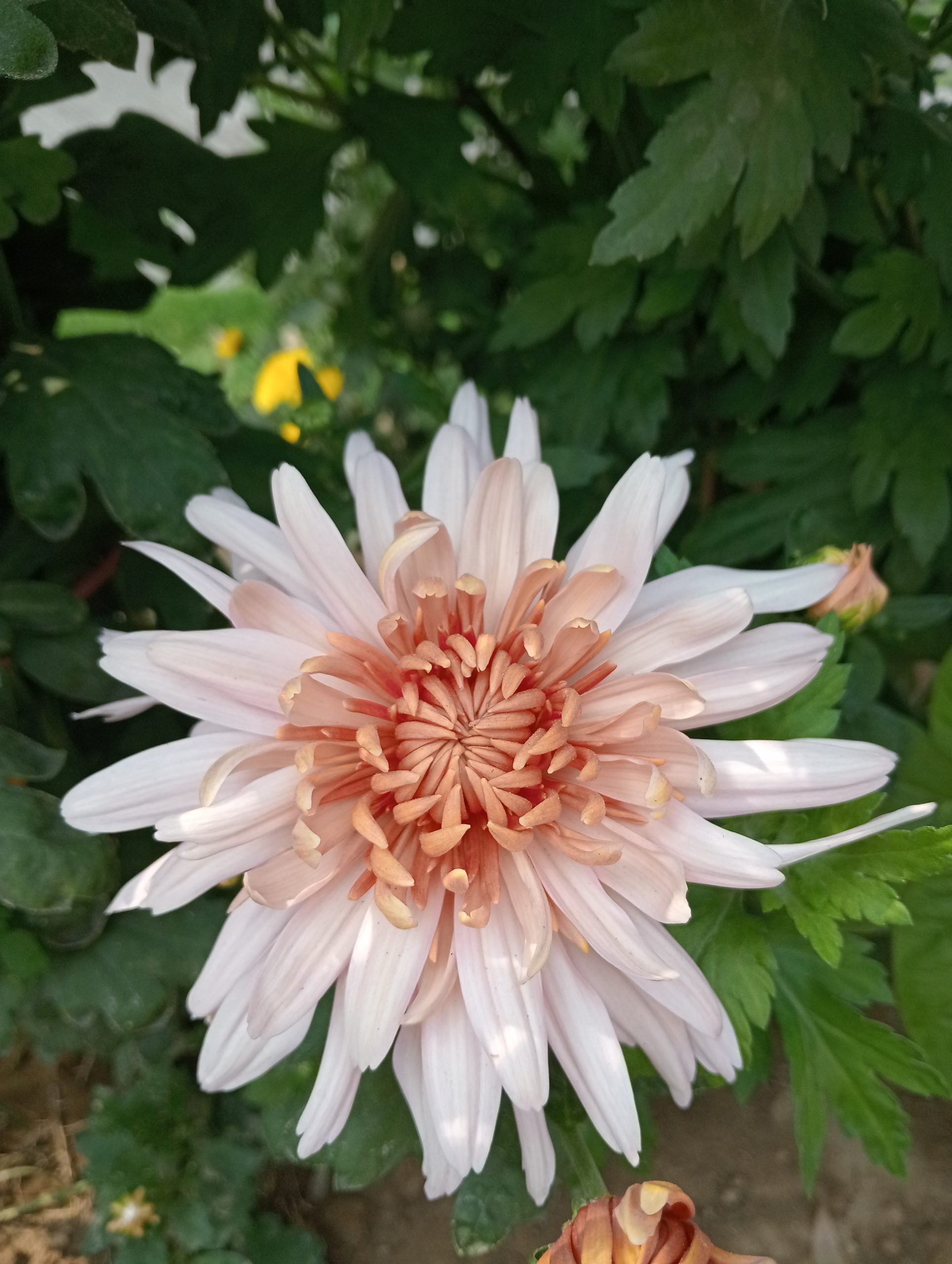 "The Blooms at Ruyi Pavilion"