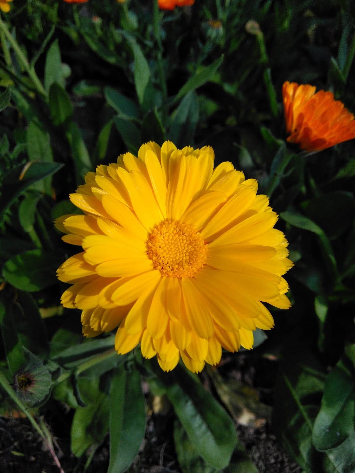 “Ten Miles of Peach Blossoms”