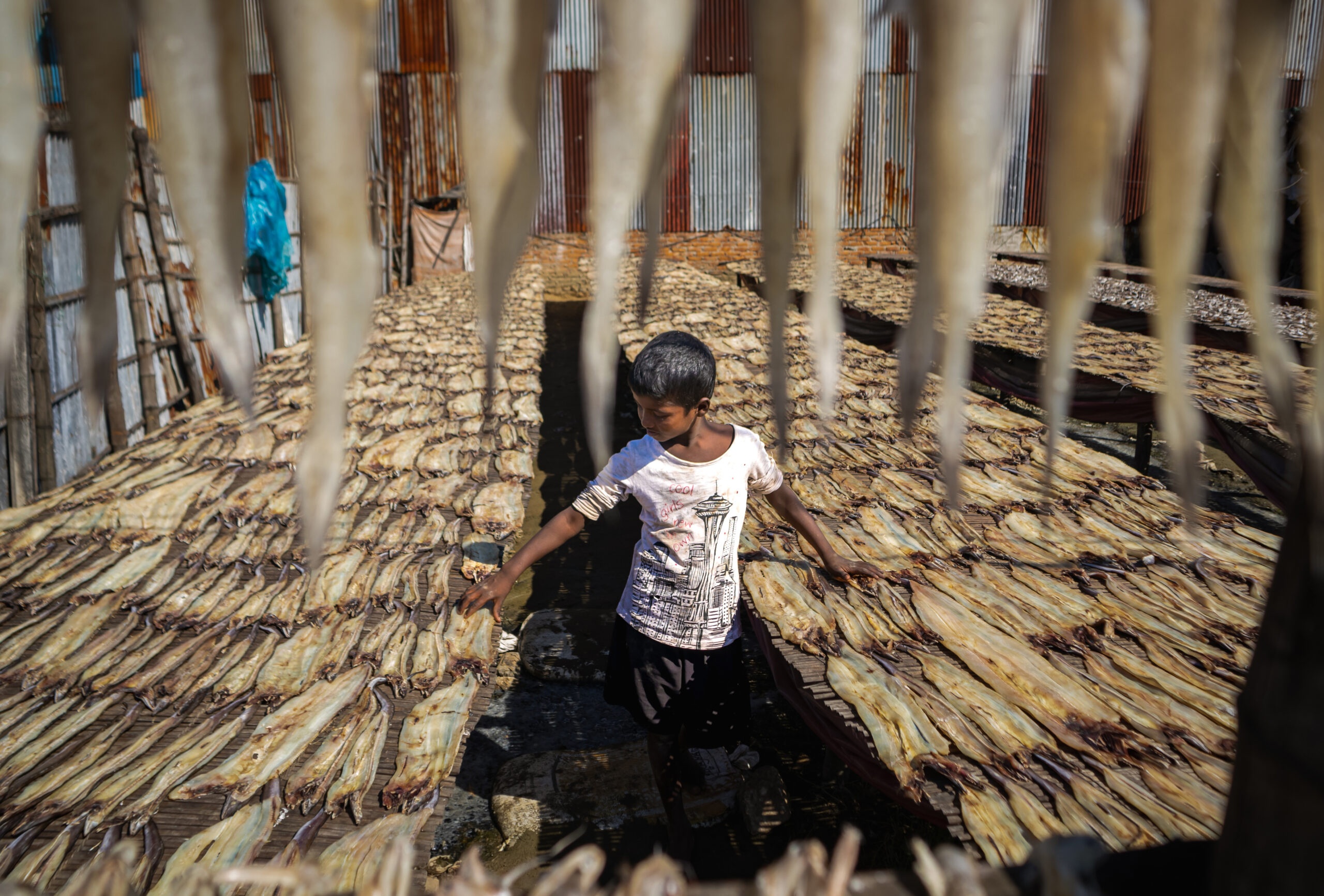Traditional Fish Drying in Rural South Asia