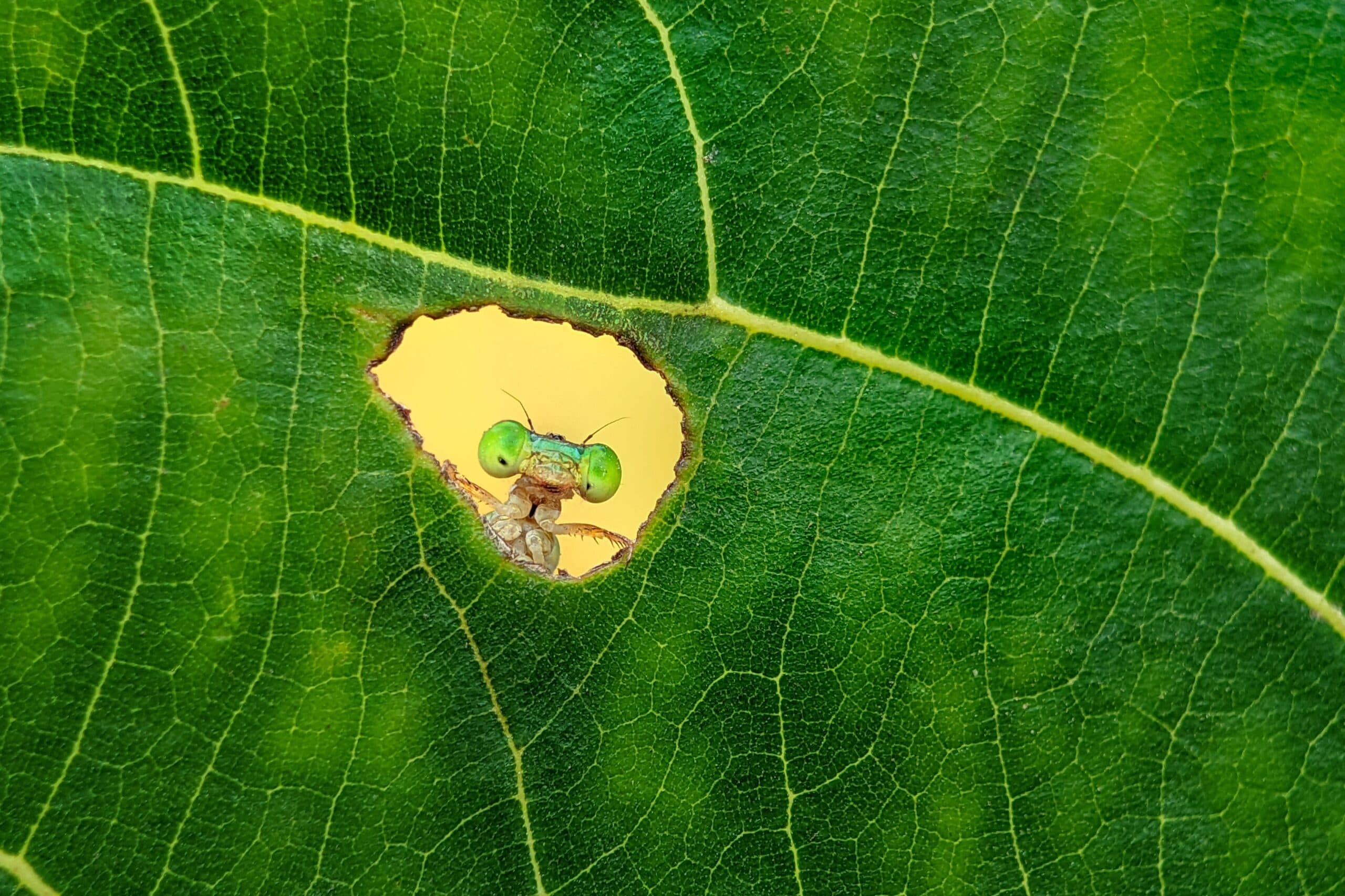 Leaf Window