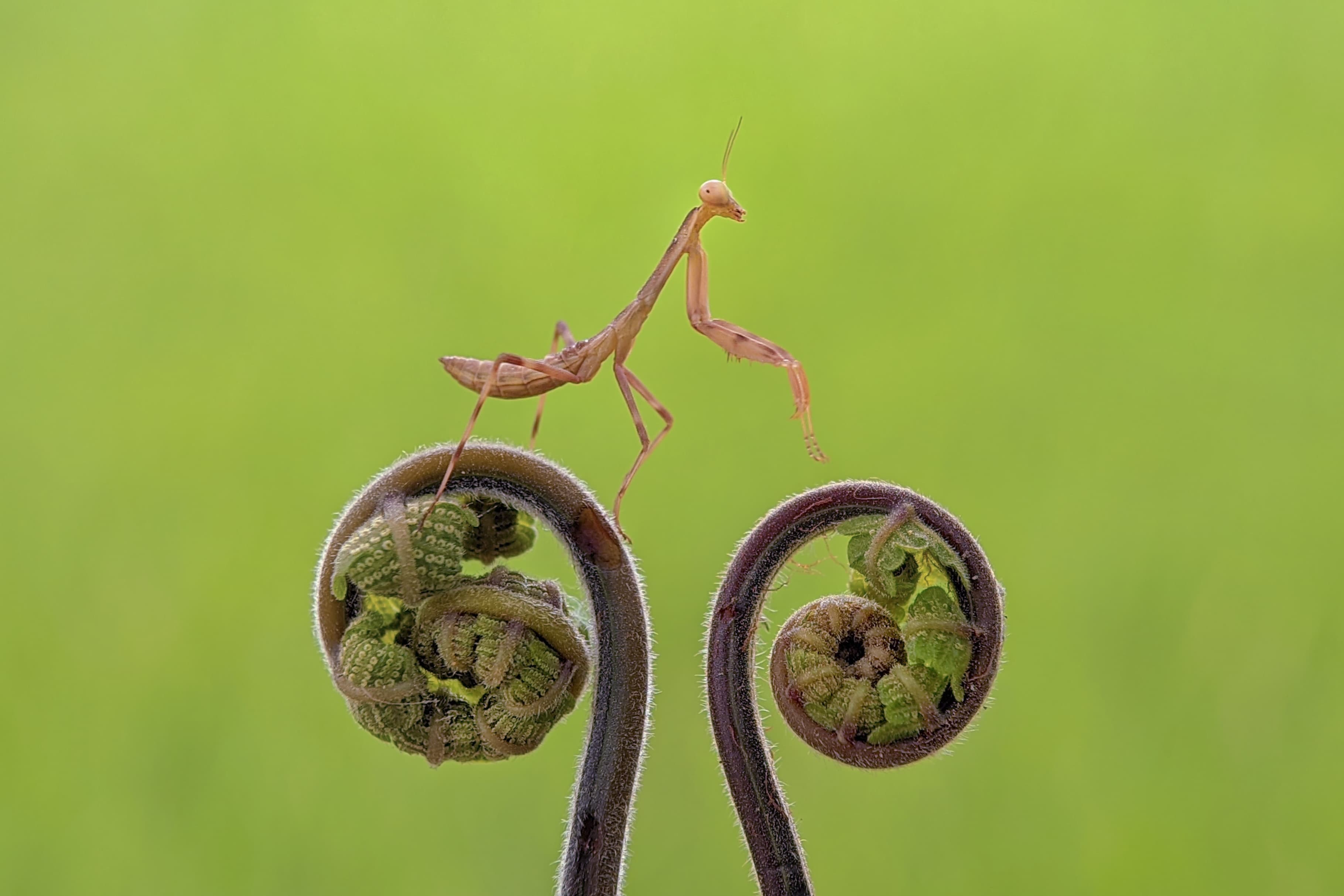 Tiny Hunter
