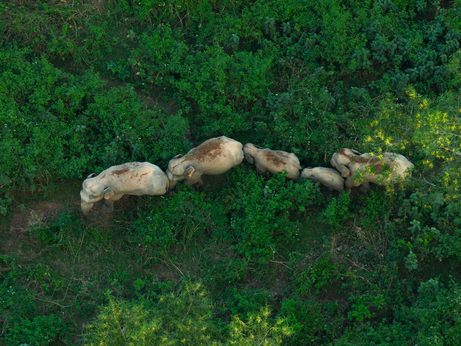 Elephant Trail