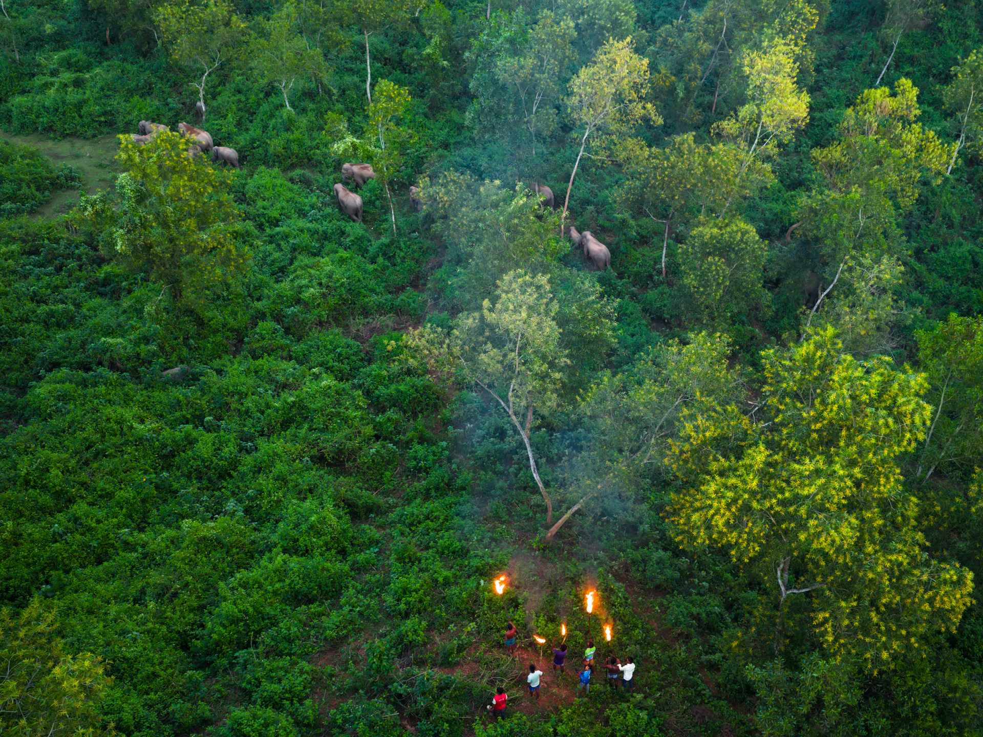 Forest Passage