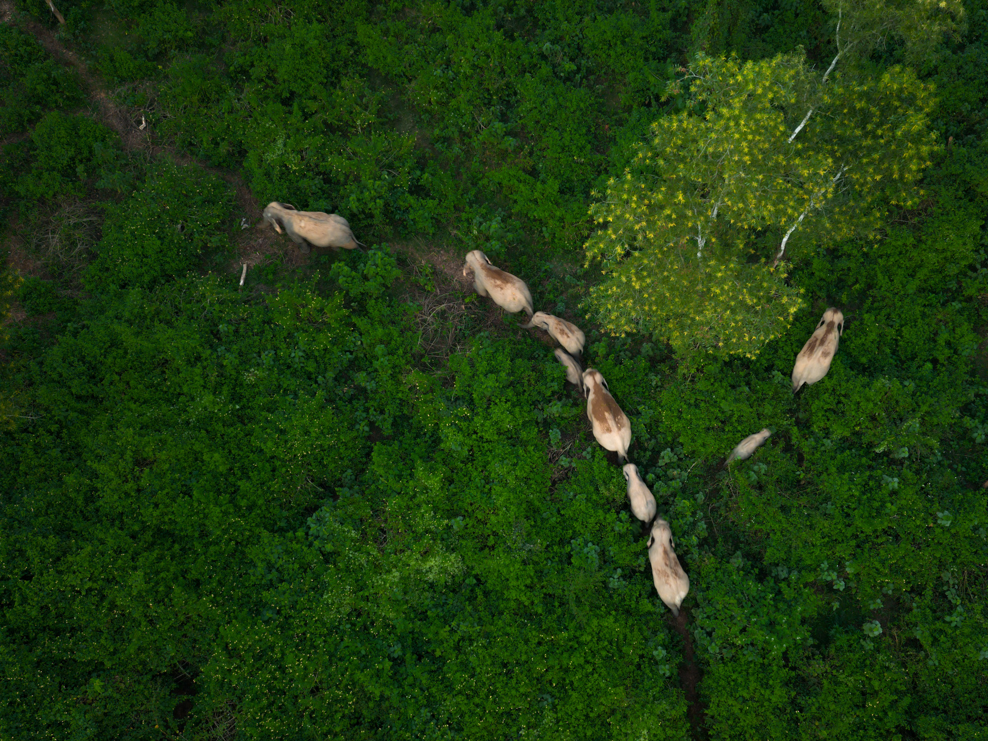 Elephant Corridor