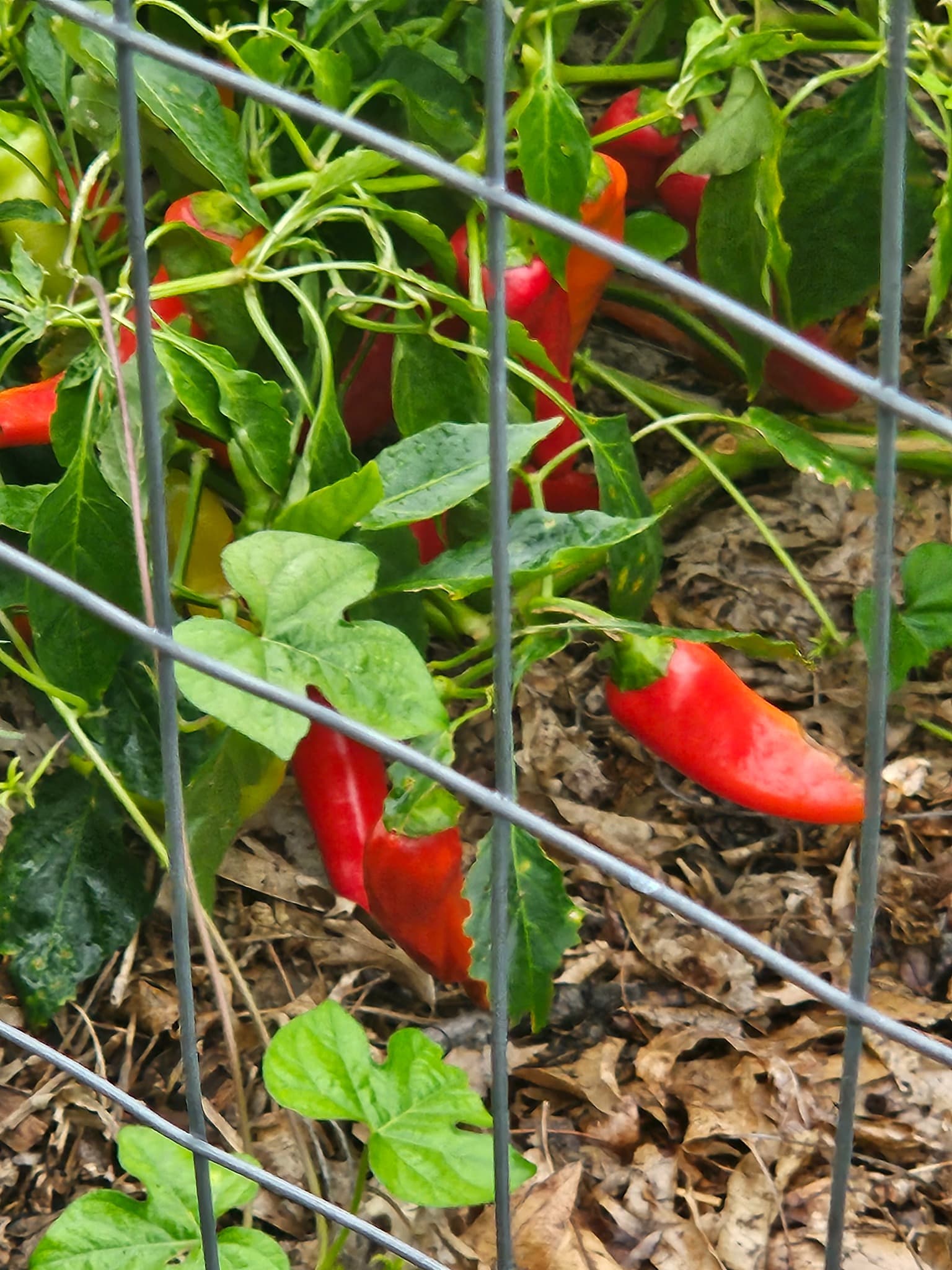 Fresh Food, Strong Roots, Thriving Communities.