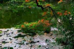 Breauty of nature