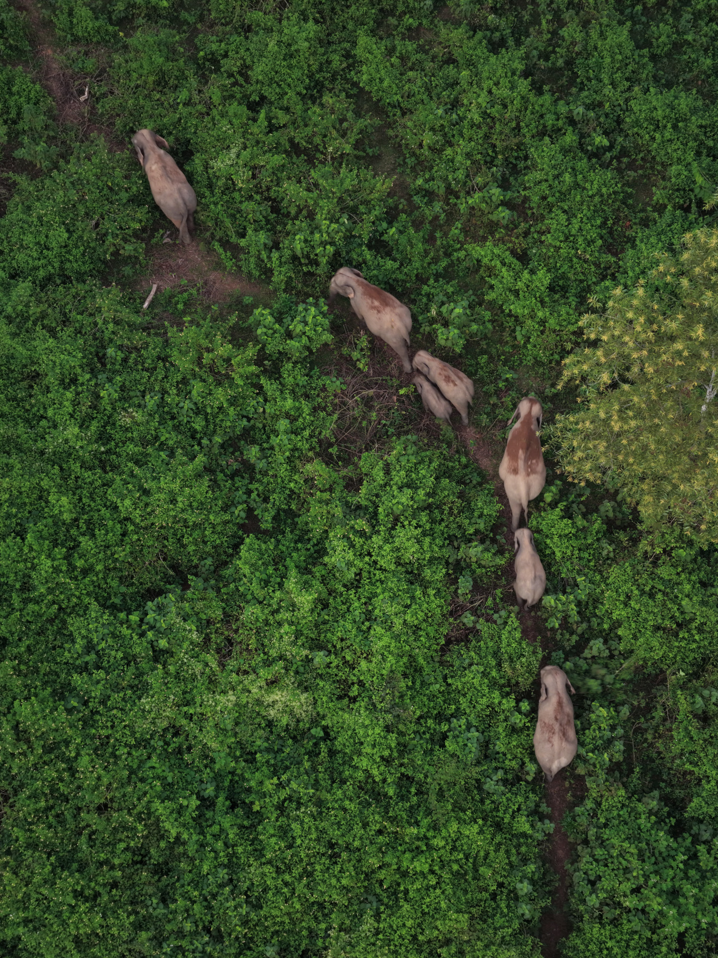Forest Passage: Asian Elephants in Bangladesh