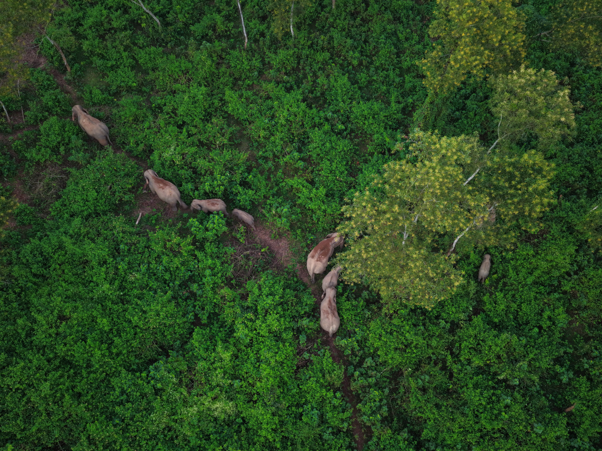 Through the Green: Asian Elephants in Bangladesh