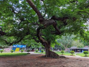 The tree