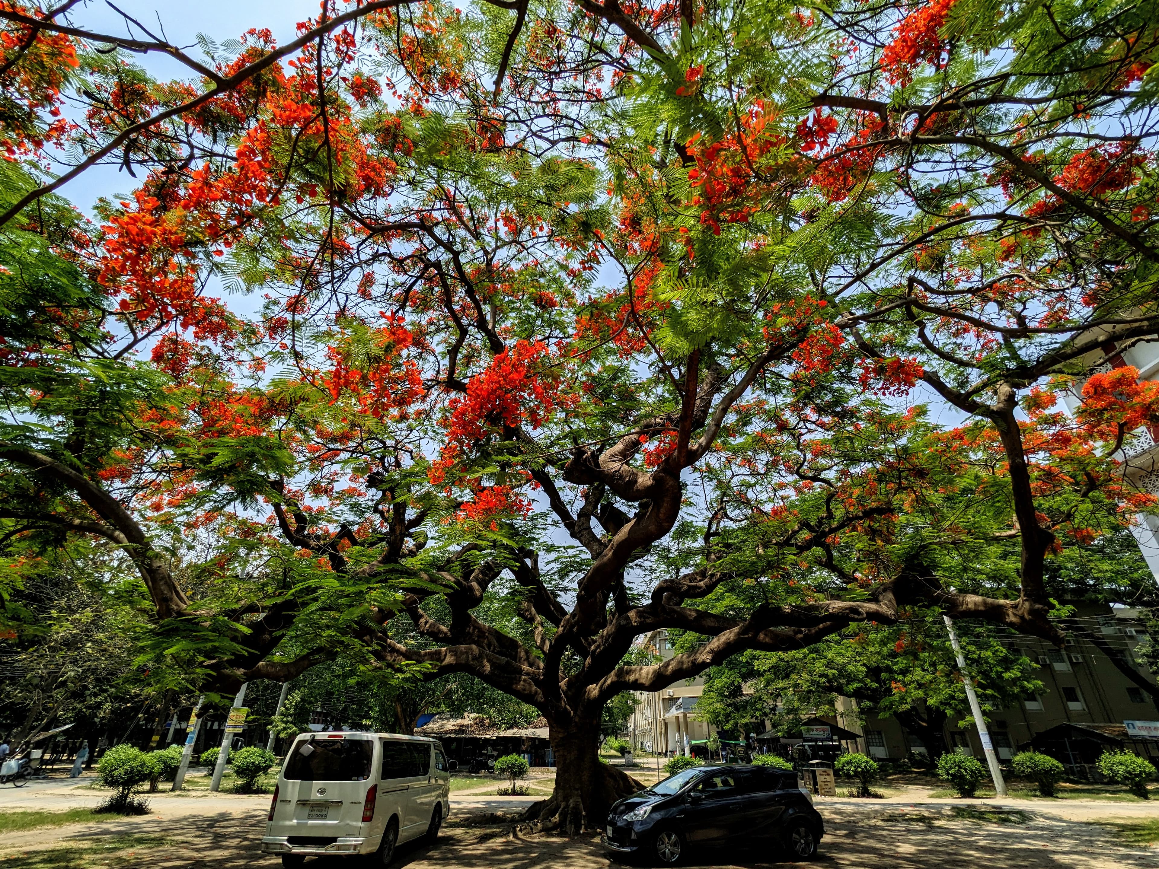 The tree