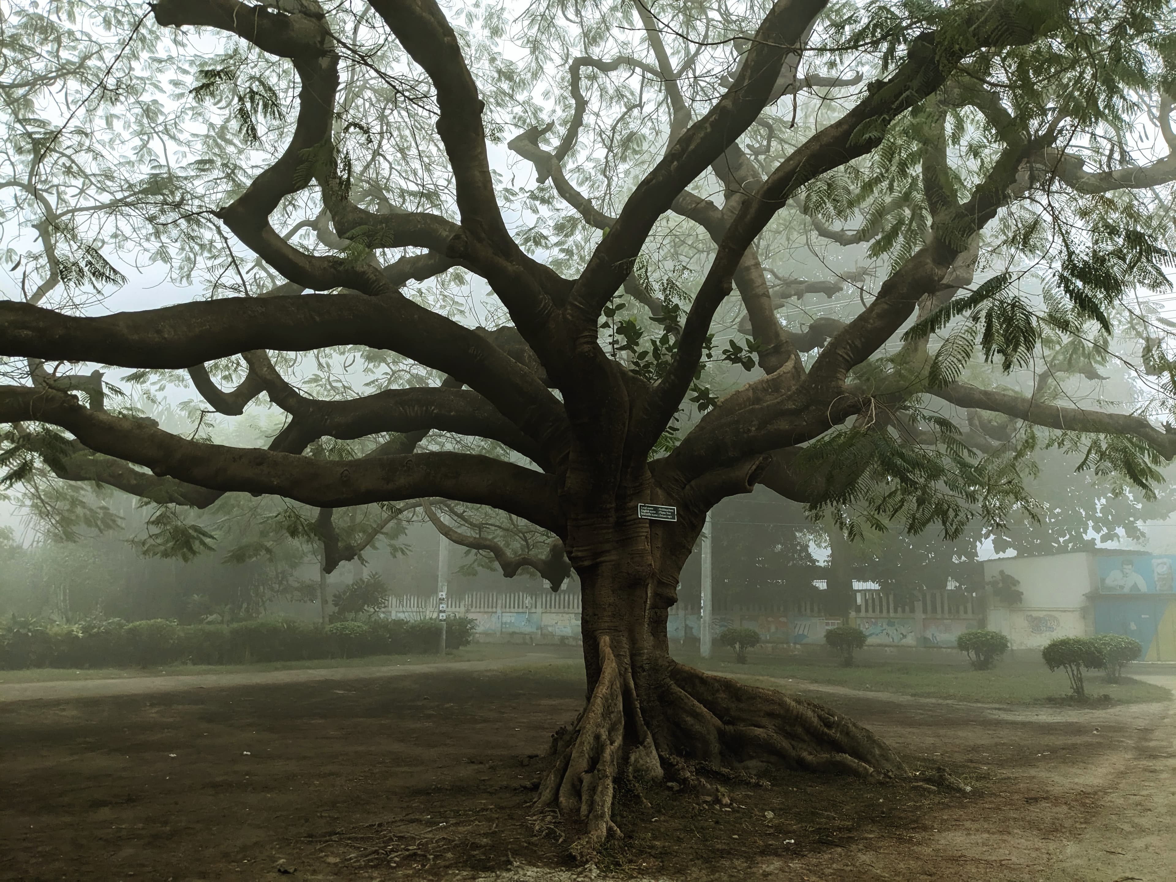 Beautiful tree in winter