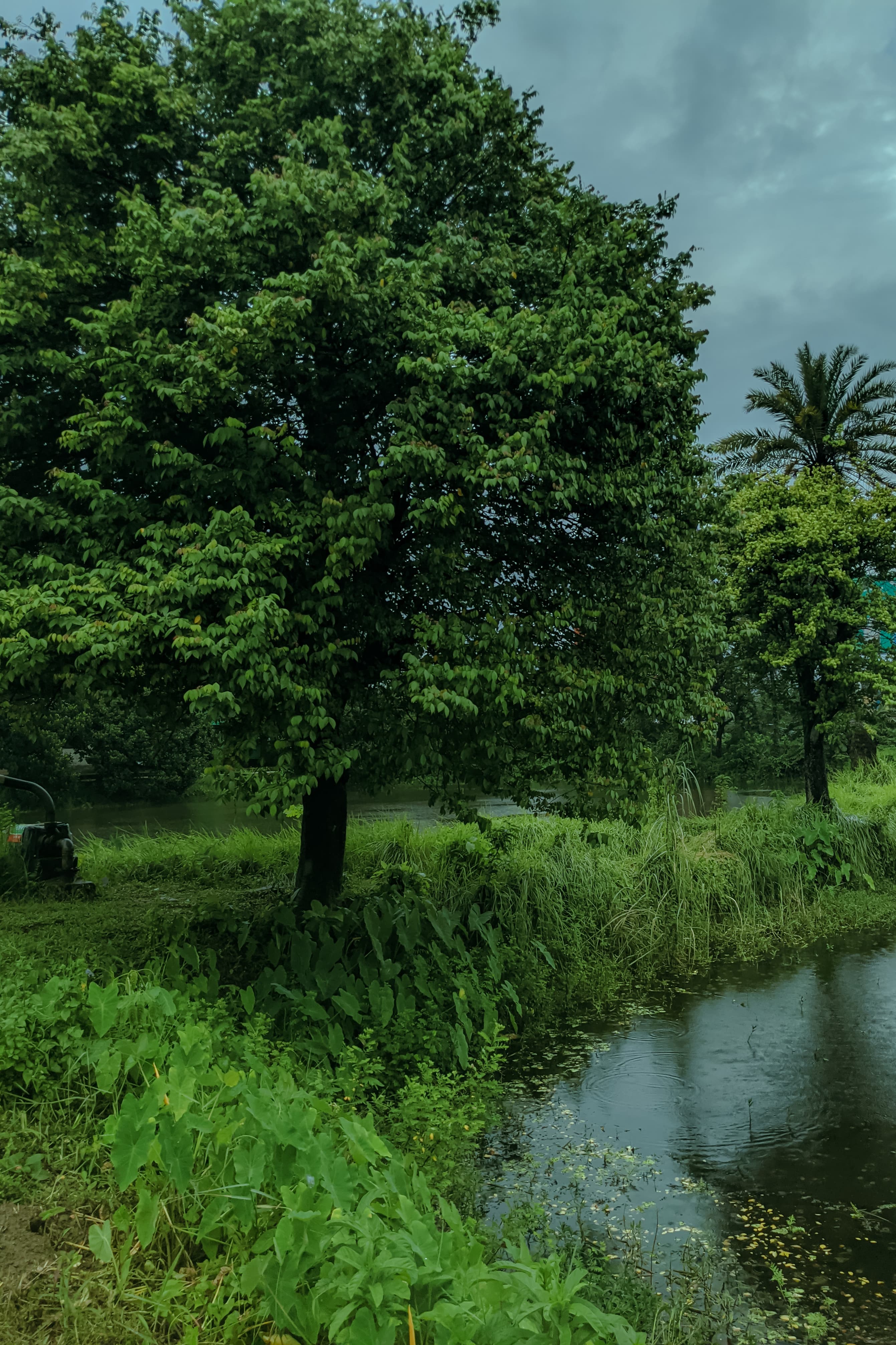 Greenery