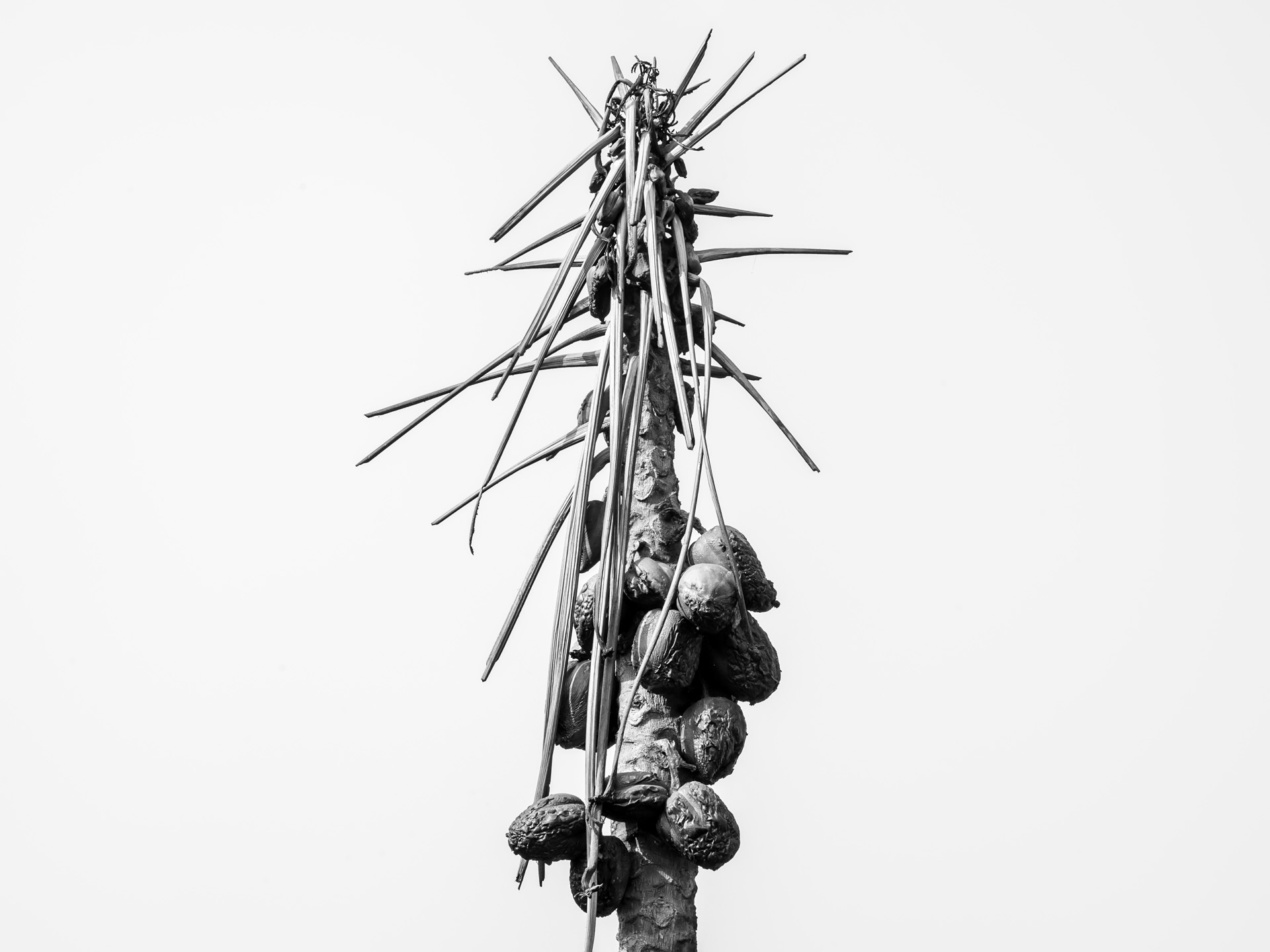 Entangled in Debris