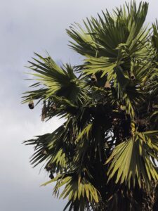 The palm tree nest of the Baboon bird is on the verge of ext