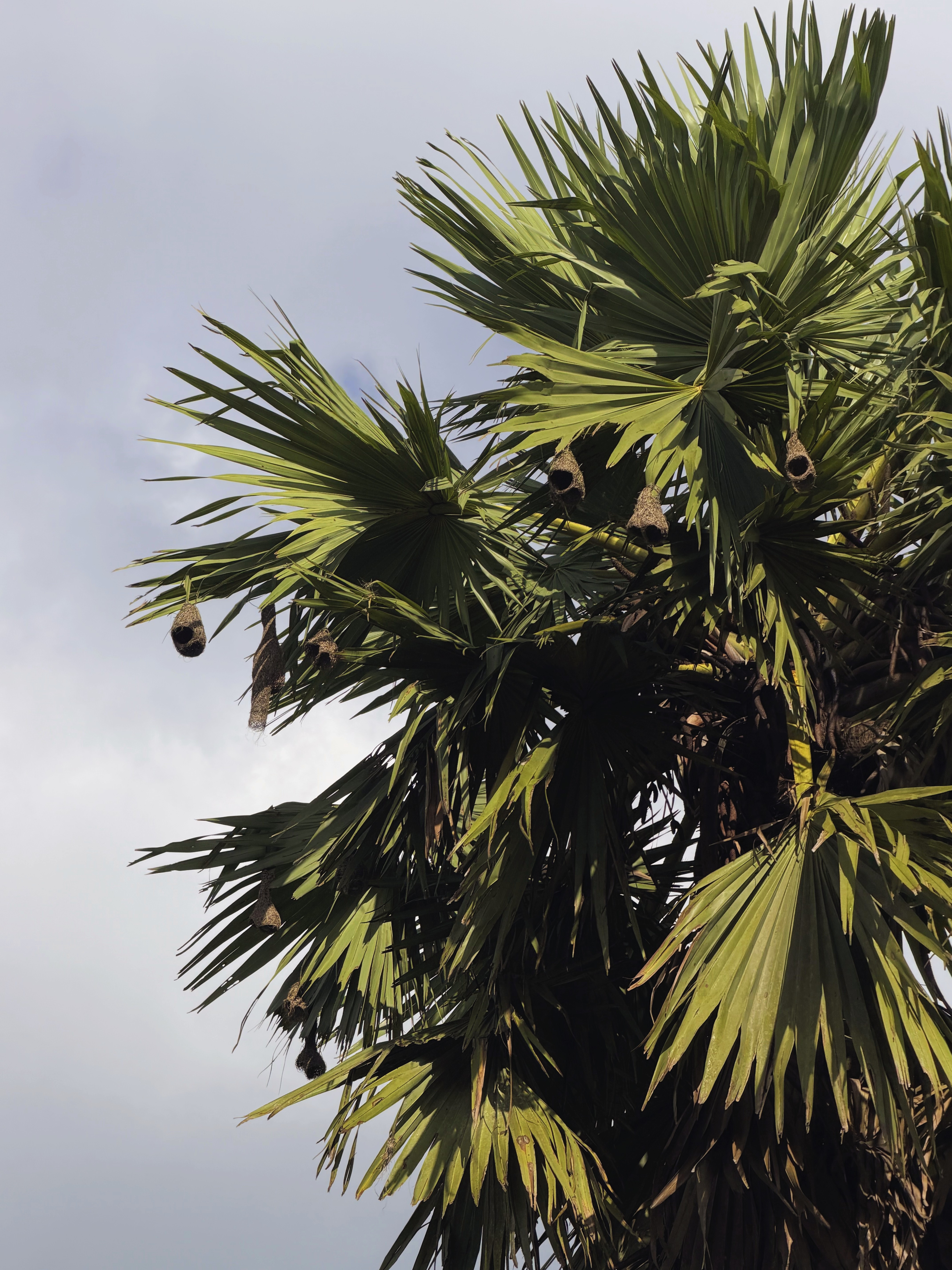 The palm tree nest of the Baboon bird is on the verge of ext