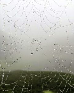 Spider and mist drop