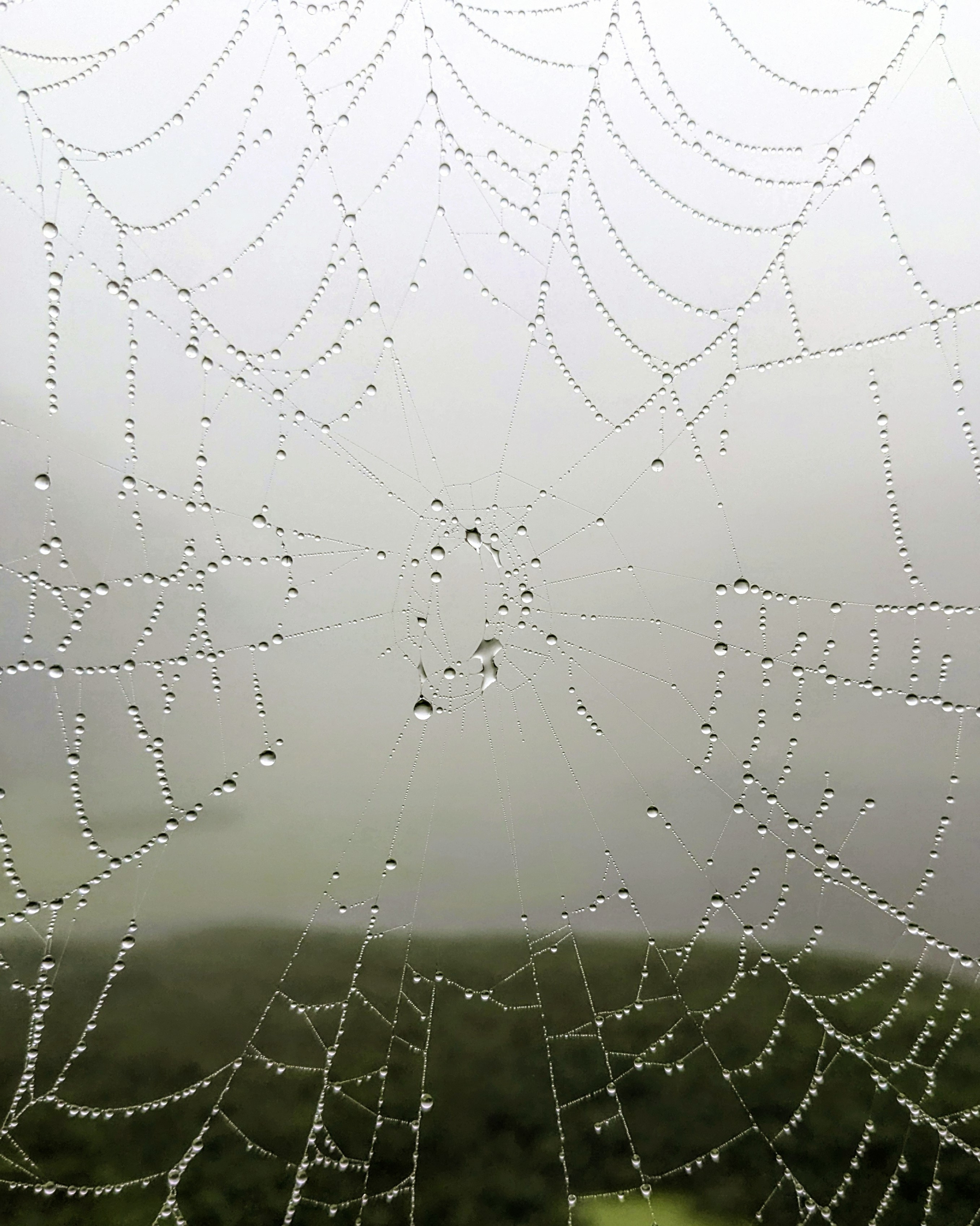 Spider and mist drop